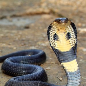 Spectacle de Cobras à Koh Samui