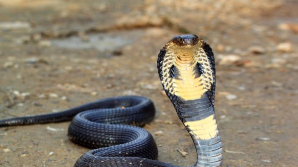 Spectacle de Cobras à Koh Samui