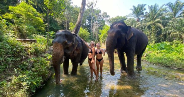 🐘 Jungle & ’Éléphant – Cascade + Éléphant