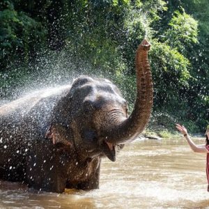 🐘 Jungle & bain d’Éléphant – Cascade