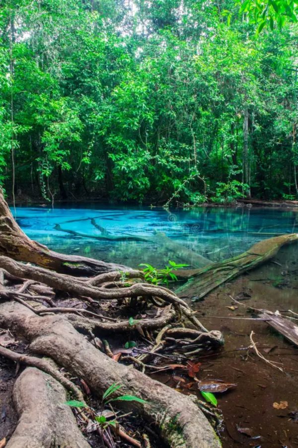 Excursion Jungle – Emerald Pool & Cascade d’eau chaude