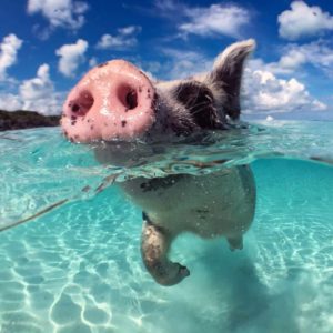 Excursion Sunset Snorkeling & Pig Island