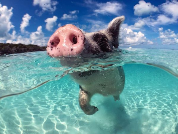 Excursion Sunset Snorkeling & Pig Island